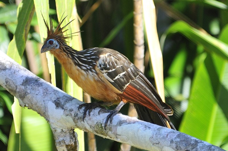 Amazonian Wildlife