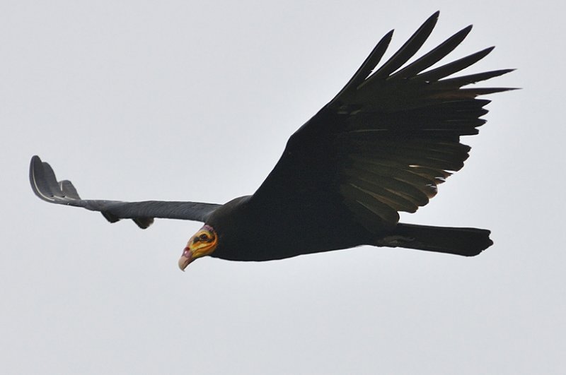 Amazonian Wildlife