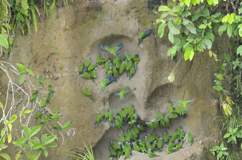 Amazonian Wildlife