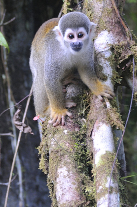 Amazonian Wildlife