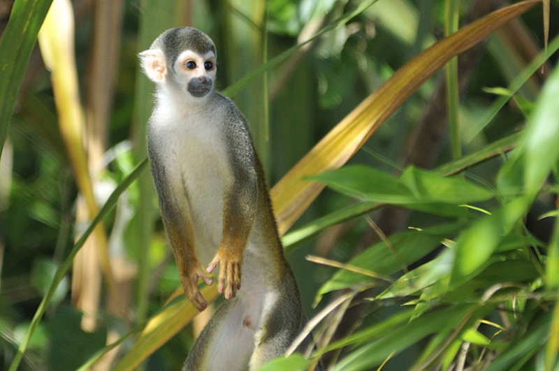 Amazonian Wildlife