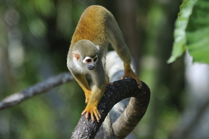 Amazonian Wildlife
