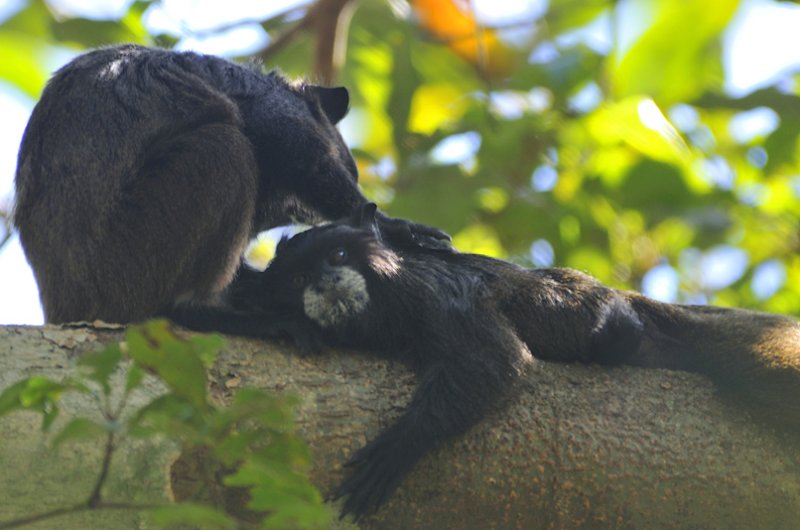 Amazonian Wildlife
