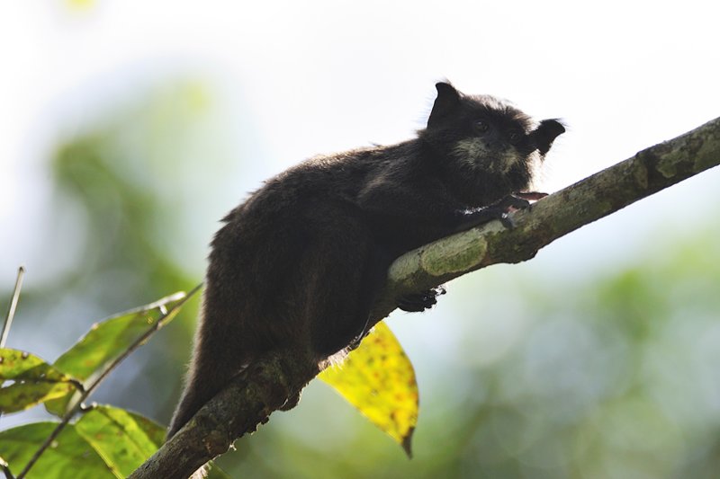Amazonian Wildlife
