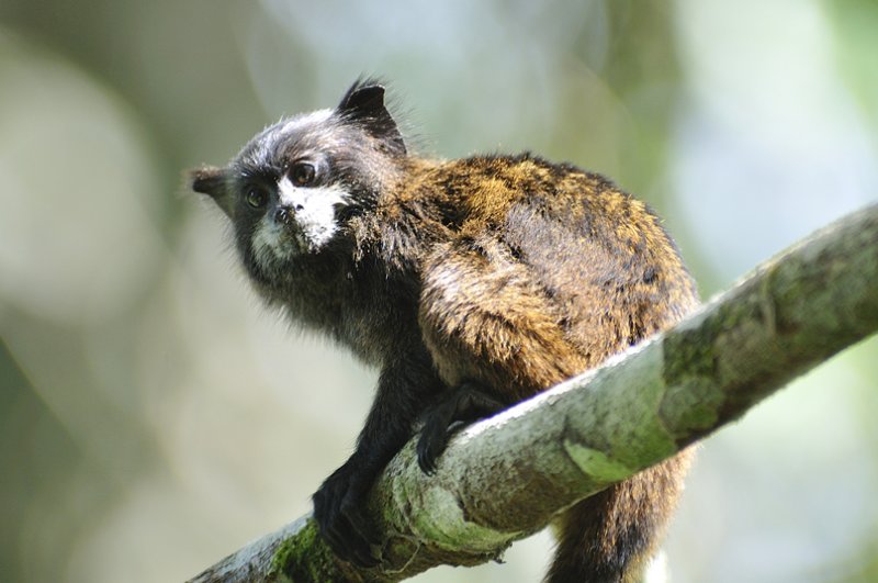 Amazonian Wildlife