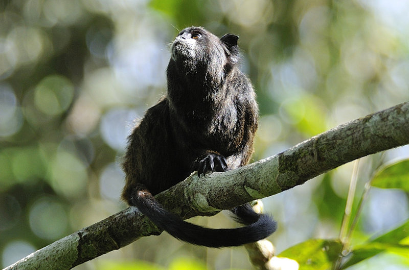 Amazonian Wildlife