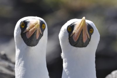Galapagos - May 2011