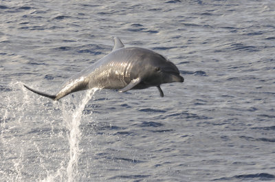 Sealife of Galapagos