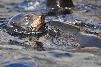 Sealife of Galapagos