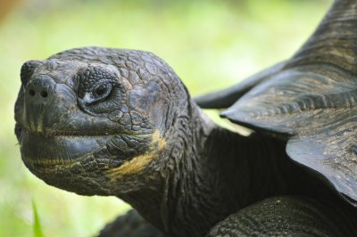 Native of Galapagos