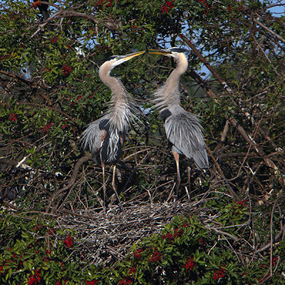 Great Blue Herons