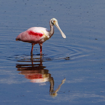 Roseate Spoonbill