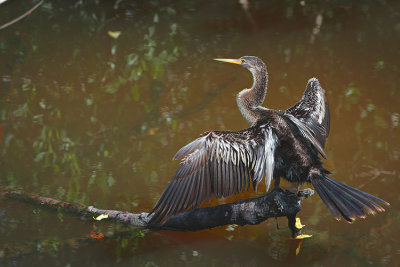 Anhinga