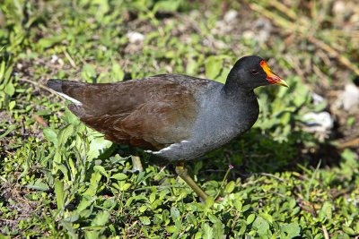 Common Moorhen