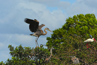 florida_birds_2012