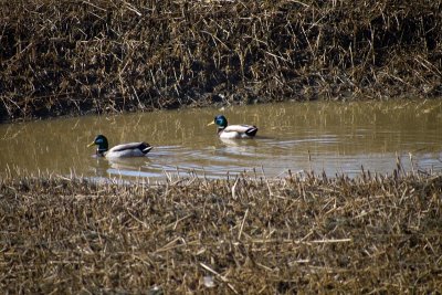 Feb. 17: It's library day in Widcasset and I visit the ducks.