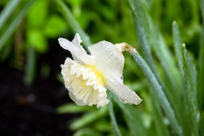But look how pretty this daff is in the rain!