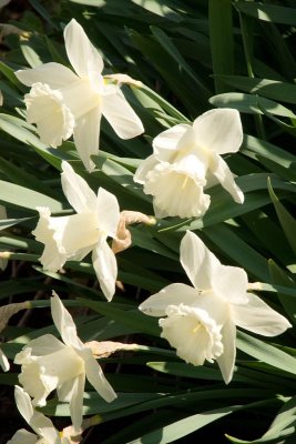 Time for a walk through the neighborhood where spring is evident all around!