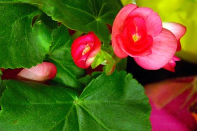 ....and begonias.