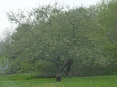 And the apple tree is almost ready to burst into blossom!