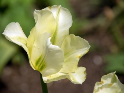 white tulip....