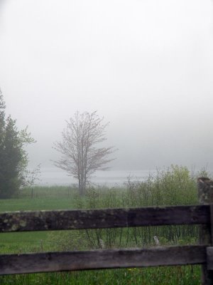 Then on to the farm where a lone tree stands in the fog.....and....