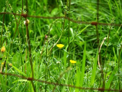 On the farm, there are buttercups framed by fences.