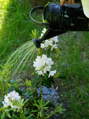 then it's outside to water the...