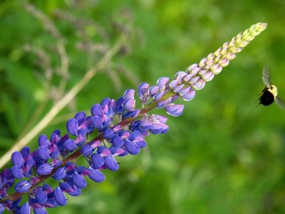 June 7: Lupine is in bloom....and bees feed.