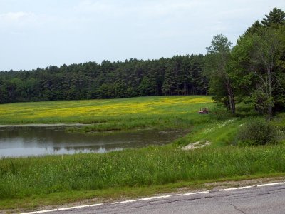 And further down route 126 farm fields are full of .....