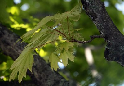 New maple leaves.