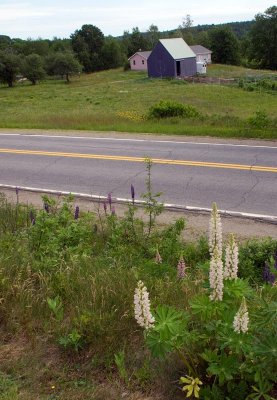 ....and lots of lupine!
