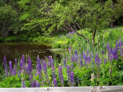 ...and lovely gardens with....