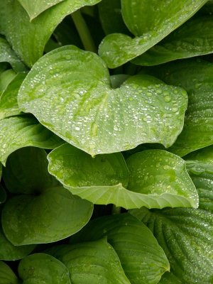 A visit w/ Jeanne finds rain spattered leaves.