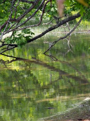 On the way home, the marsh near Wiscasset has neat...