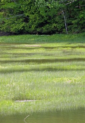 ....lots of grass!