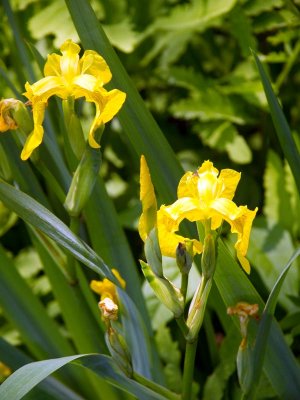 Wild Irises in yellow.