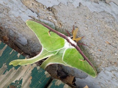 A luna moth at the diner where we stop for lunch.