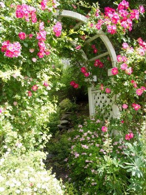 ....and the trellis across the street.