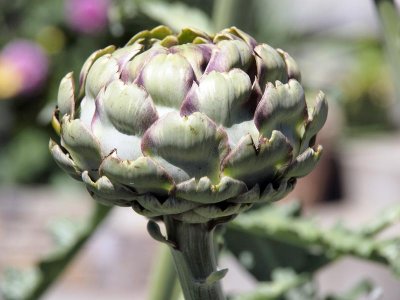 Artichoke in his garden proves he's got a green thumb just like his uncle and GrandDad!