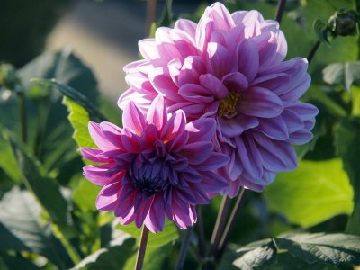 Dahlias in the front yard...