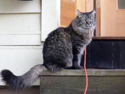 Chyna sits on the back stoop.
