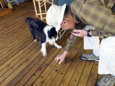 Billie is the resident sheep dog.....wonder where the sheep are?