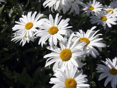 Daisies outside...