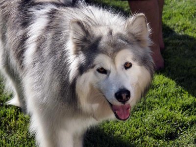 This Wolf dog is one of the participants. Isn't she beautiful?