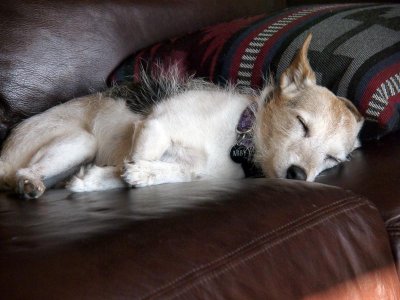 The family dog rests through the confusion!