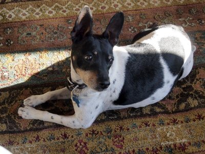 Another family dog.