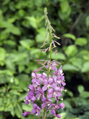 These 'weeds' bloom on hillsides where there has been fire; therefore, fireweed!