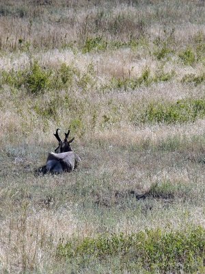 Antelope at Bison Range.