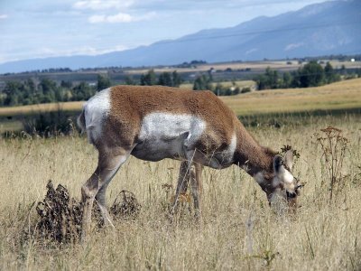 hungry antelope!